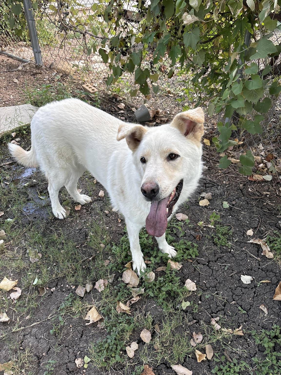 Bundy, Adoptable, Adult Male Great Pyrenees & Labrador Retriever.
