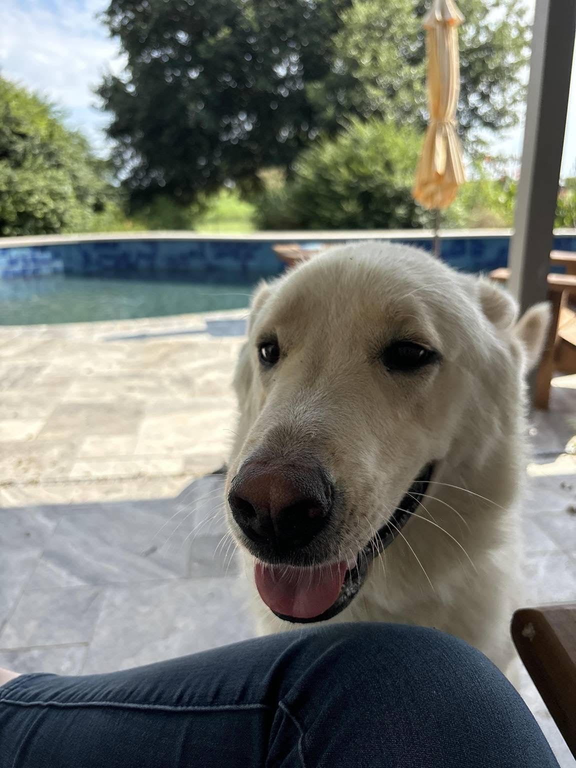 Enlarge Bundy, a Adoptable mixed breed in Georgetown, TX image 2/4