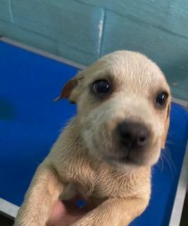 Angel, Adoptable, Puppy Female Mixed Breed.