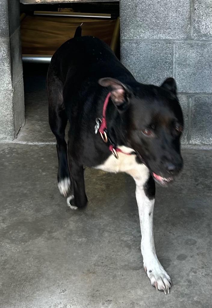 Gypsy- Available, a Adoptable Pit Bull Terrier in Chickamauga , GA image 1/2