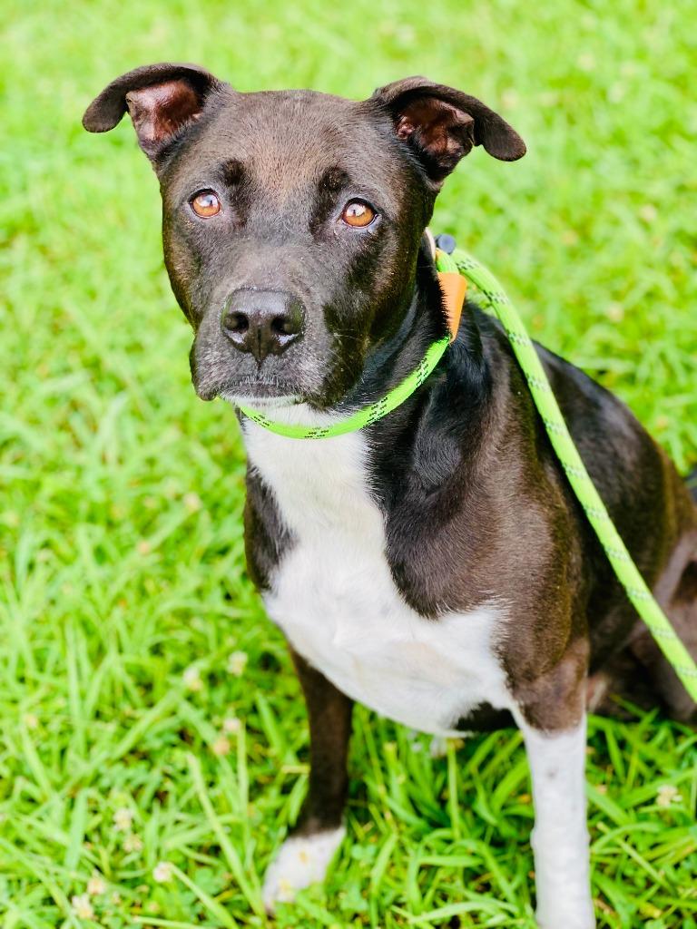 Gypsy, a Adoptable Pit Bull Terrier in Chickamauga , GA image 2/3