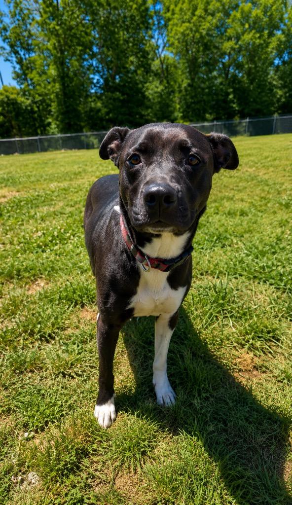 Gypsy- Available, a Adoptable Pit Bull Terrier in Chickamauga , GA image 2/2