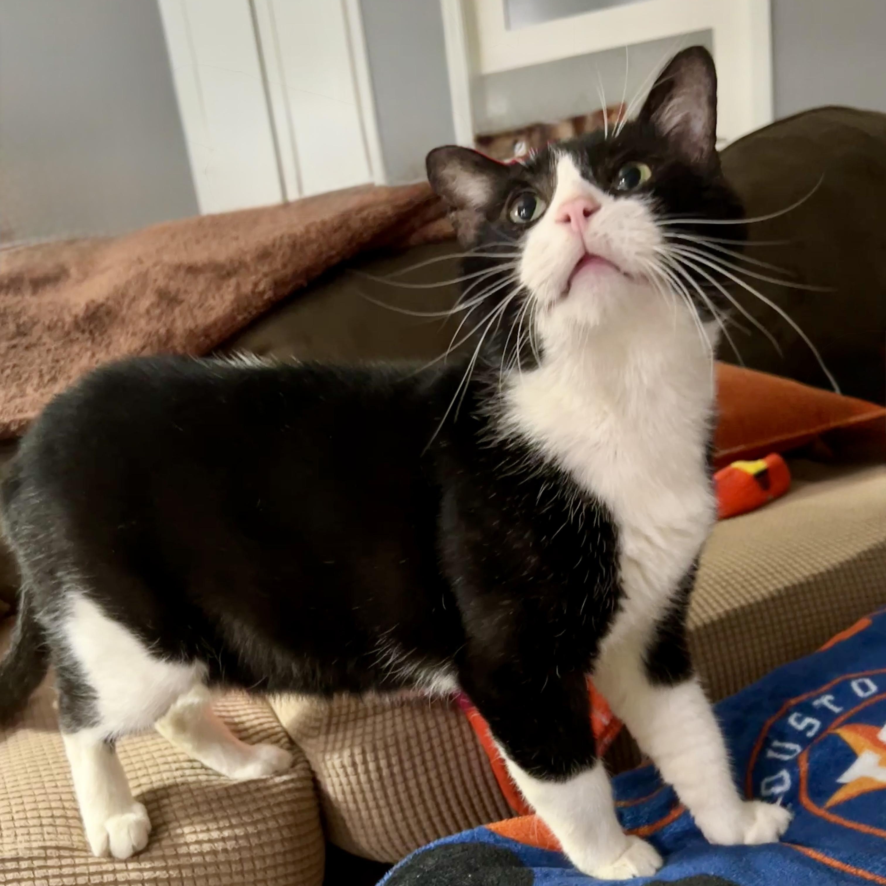 Enlarge Pongo (FIV+), a Adoptable Domestic Short Hair in Bellingham, WA image 1/6