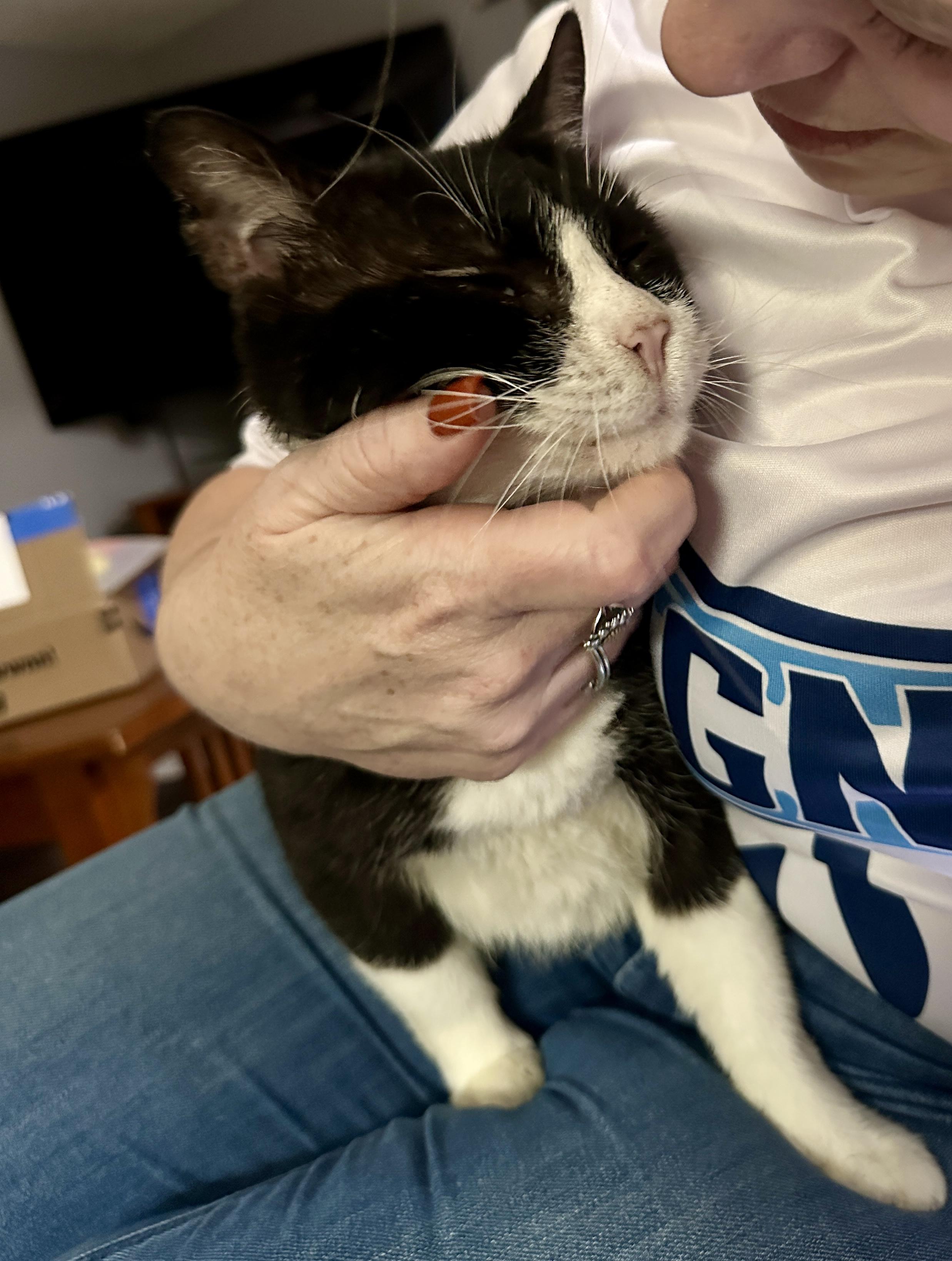 Enlarge Pongo (FIV+), a Adoptable Domestic Short Hair in Bellingham, WA image 4/6