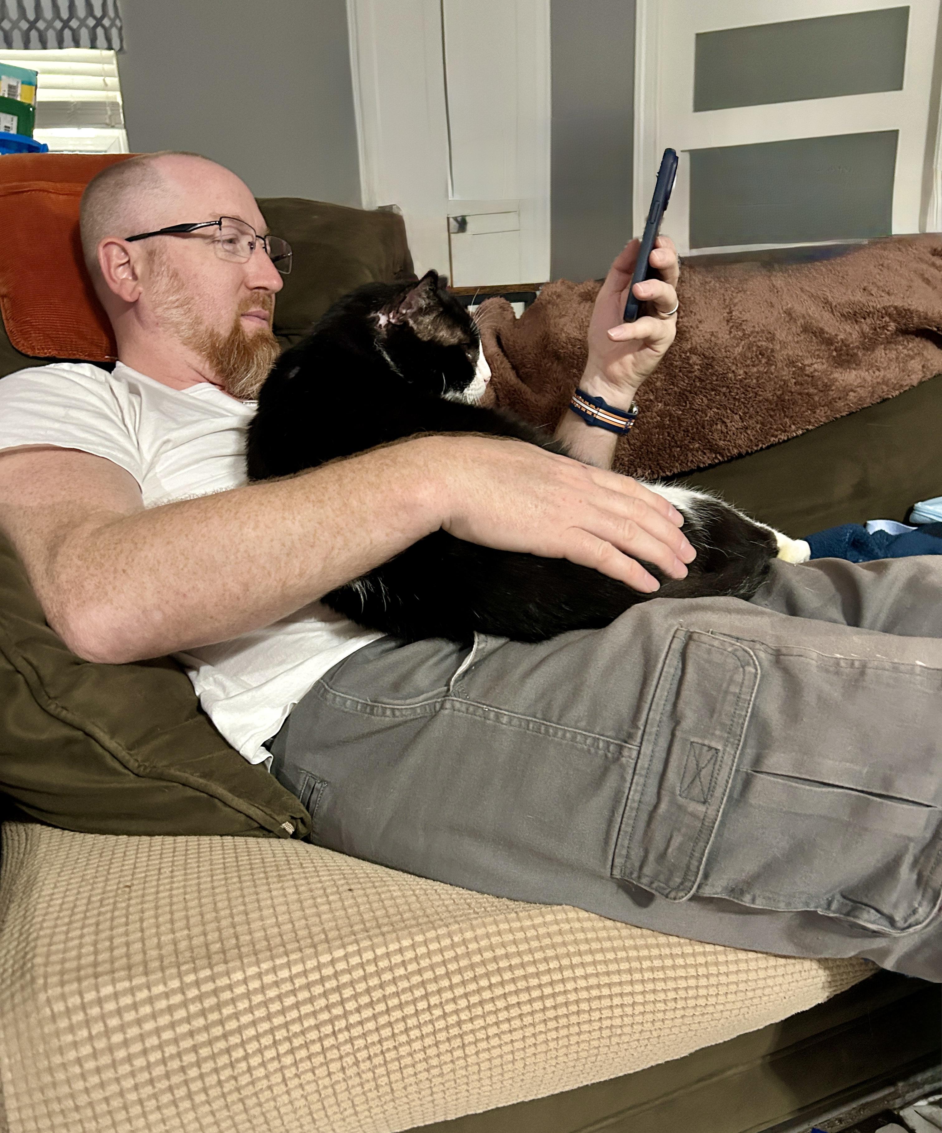 Enlarge Pongo (FIV+), a Adoptable Domestic Short Hair in Bellingham, WA image 5/6