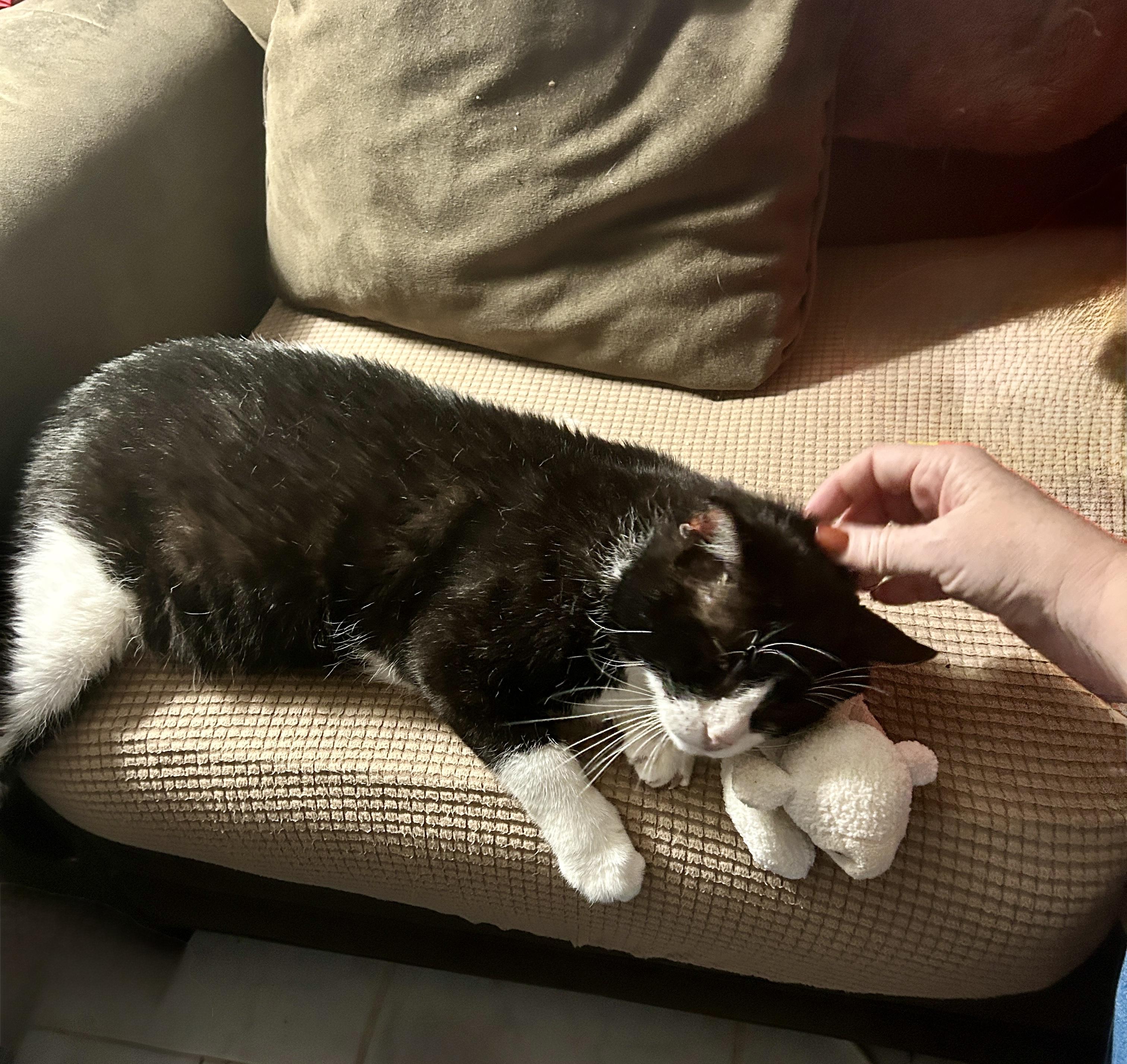 Enlarge Pongo (FIV+), a Adoptable Domestic Short Hair in Bellingham, WA image 2/6