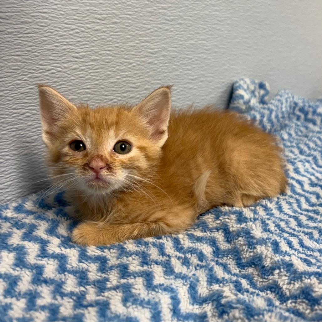 Enlarge Weasley, a ADOPTABLE Domestic Long Hair in Crookston, MN image 2/2