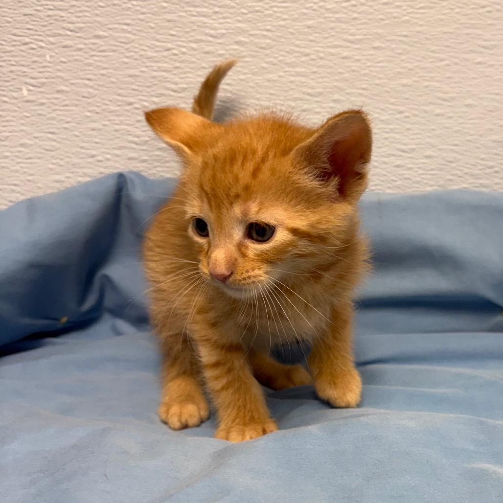 Enlarge Weasley, a ADOPTABLE Domestic Long Hair in Crookston, MN image 1/2