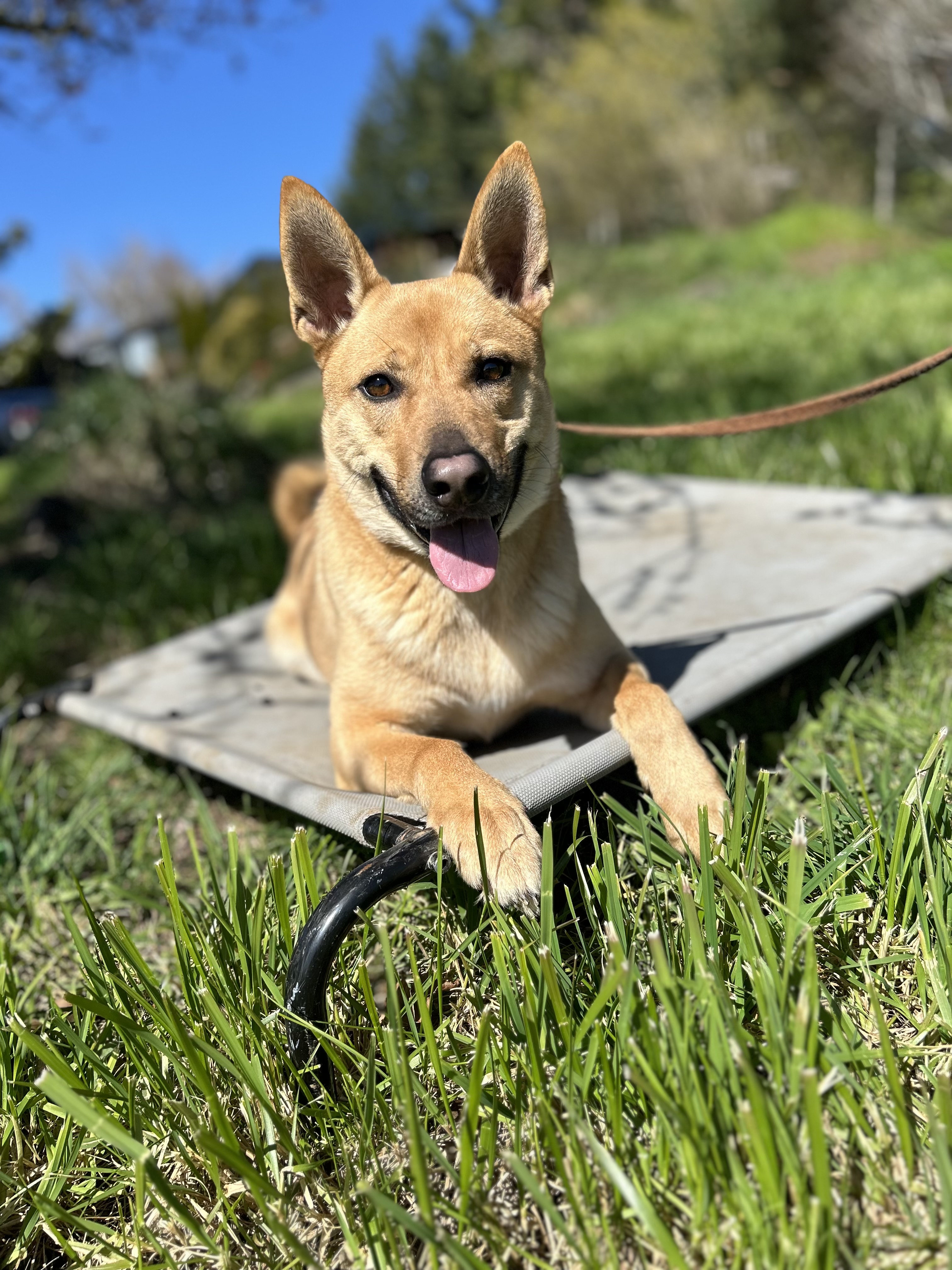 Dog for adoption Tommy, a Shepherd & Shiba Inu Mix in Charlotte , NC