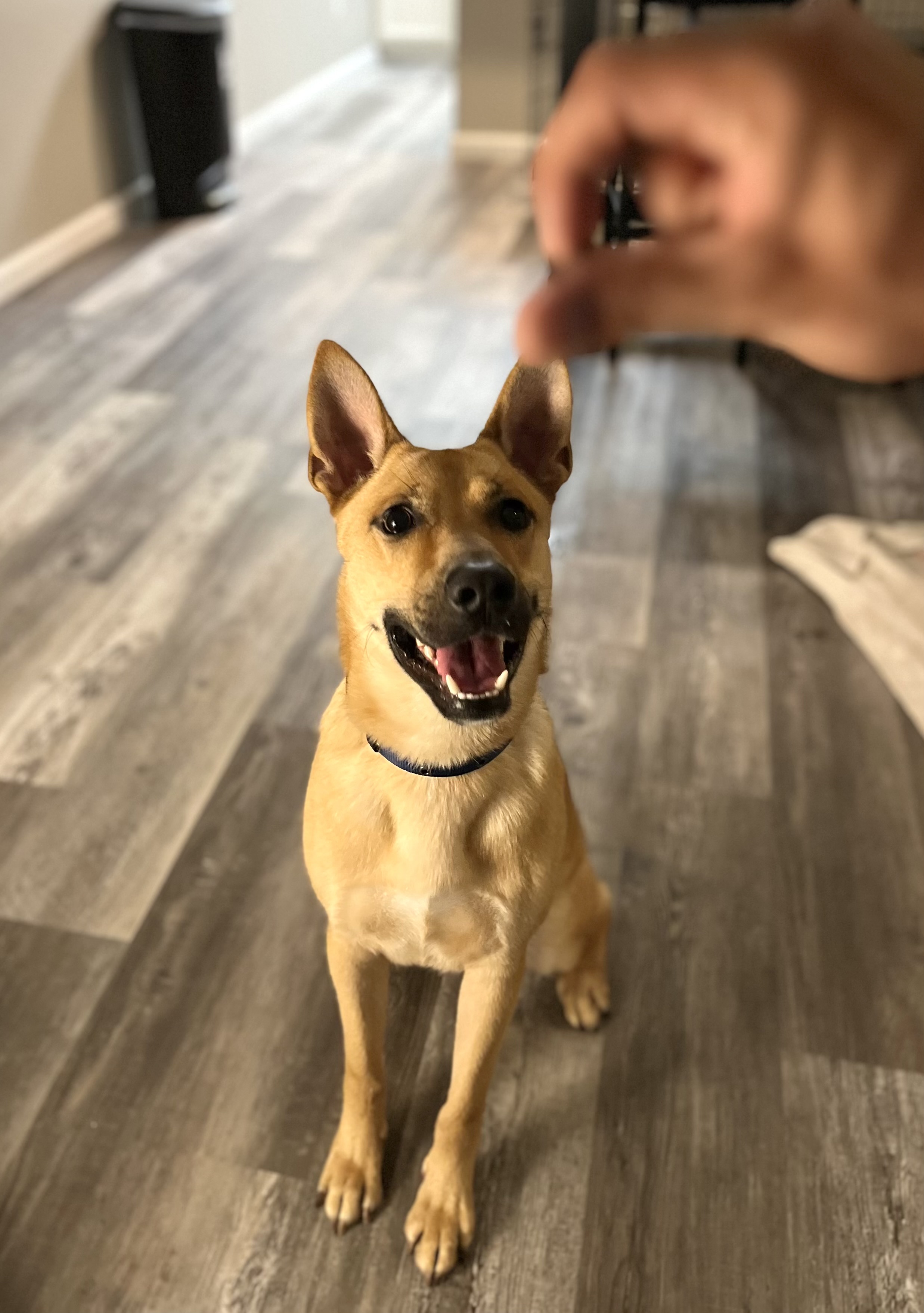 Dog for adoption Tommy, a Shepherd & Shiba Inu Mix in Charlotte , NC