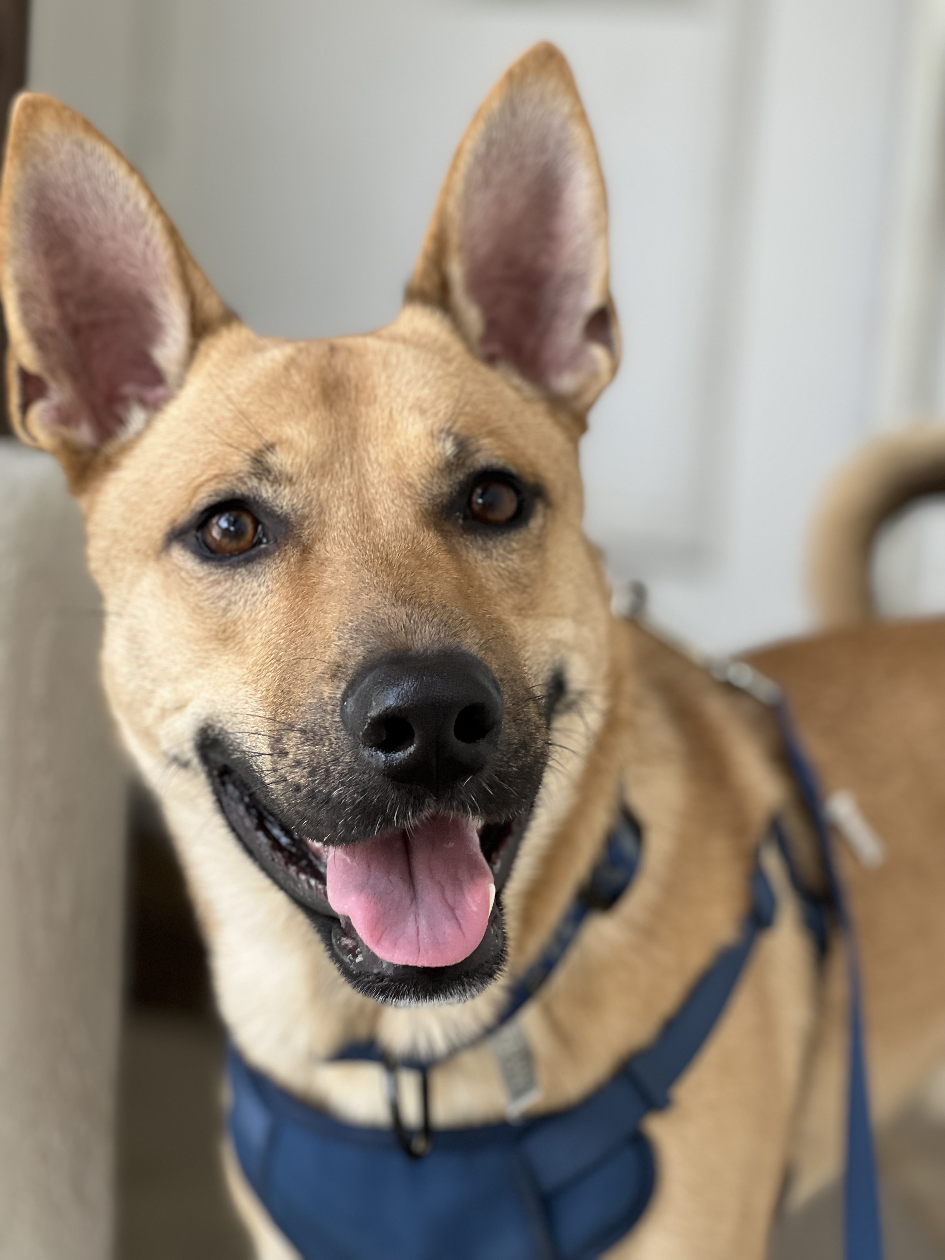 Dog for adoption Tommy, a Shepherd & Shiba Inu Mix in Charlotte , NC