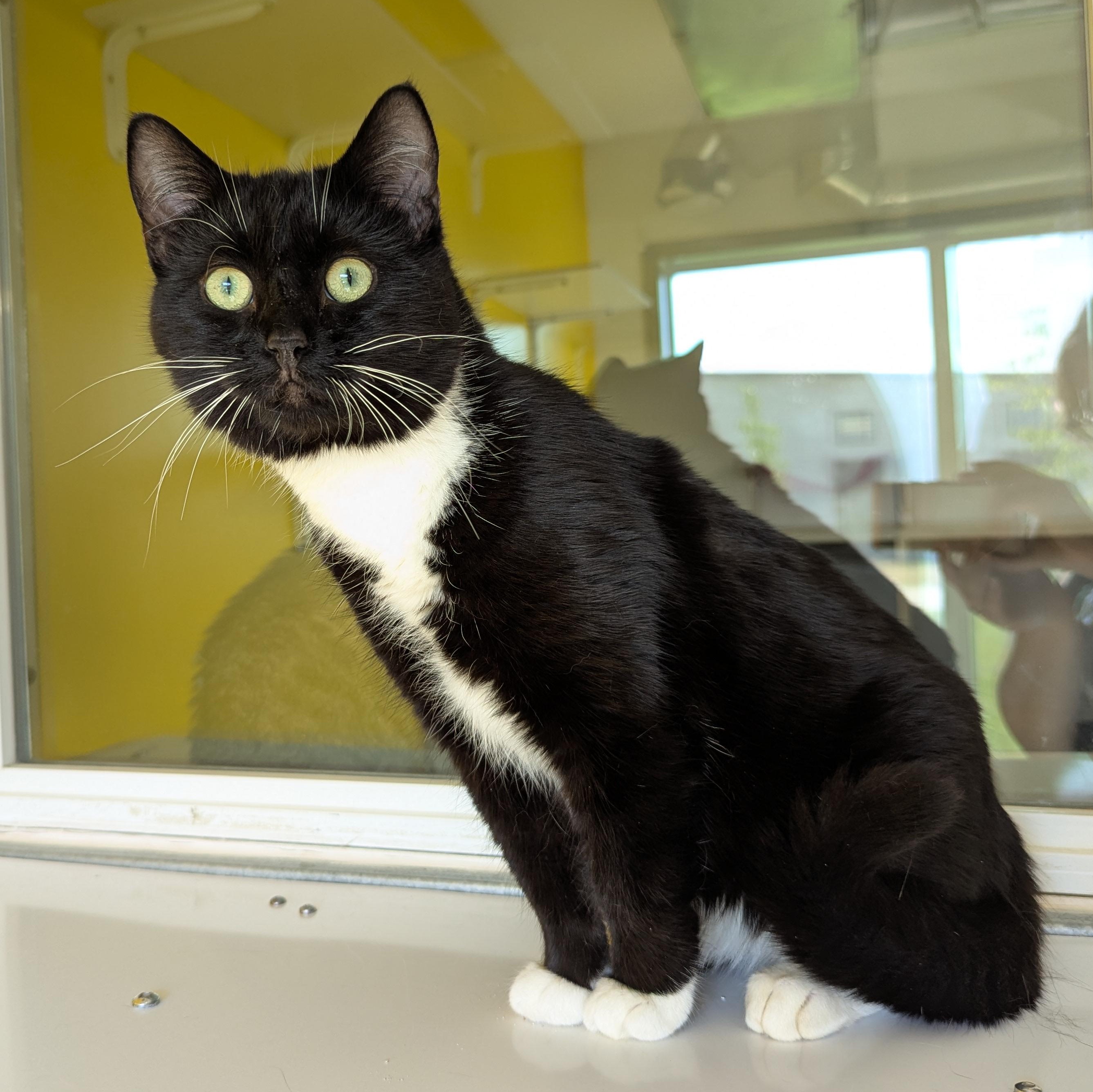 Batman, adopted, Young Male Domestic Short Hair.