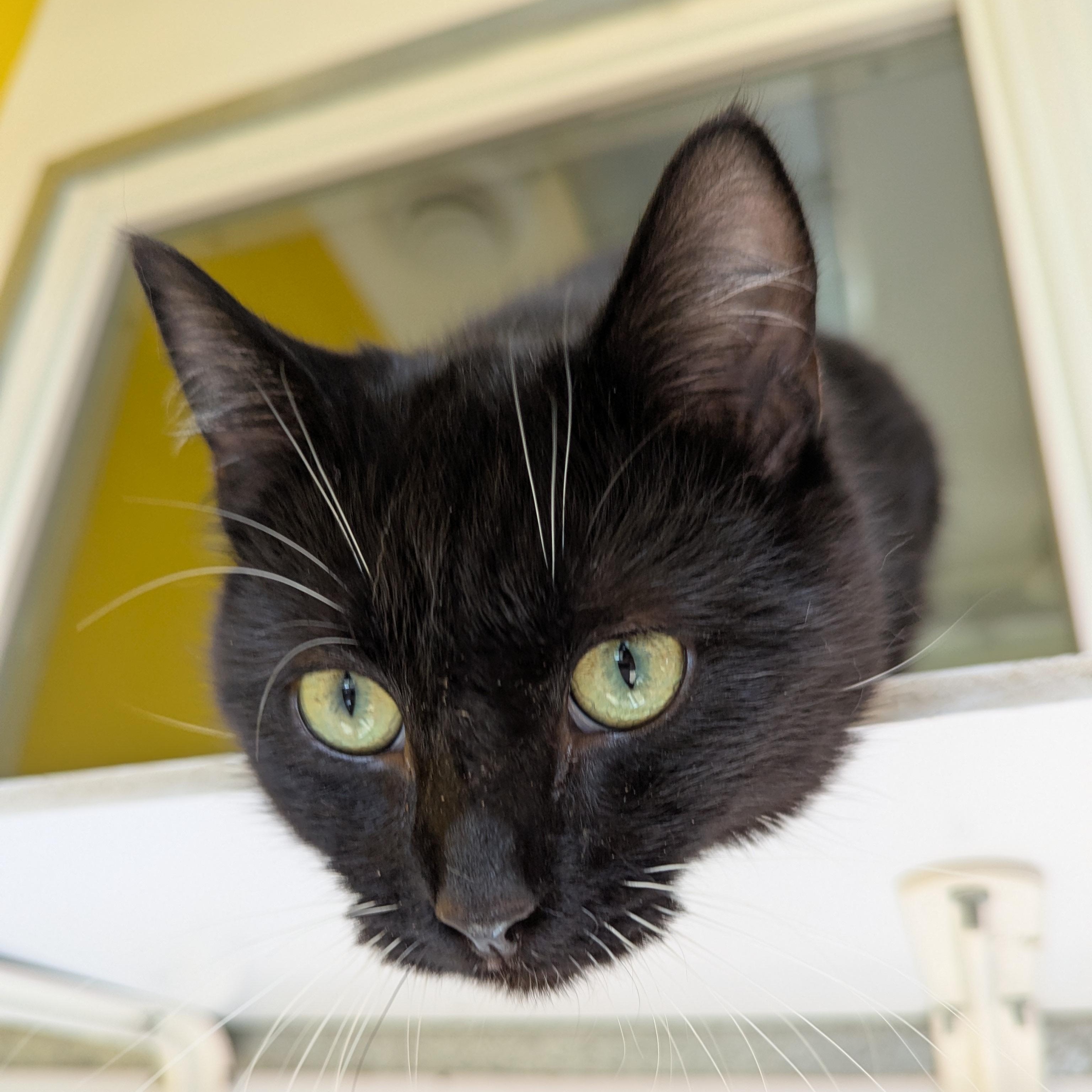 Enlarge Batman, an adopted Domestic Short Hair in Morden, MB image 3/5