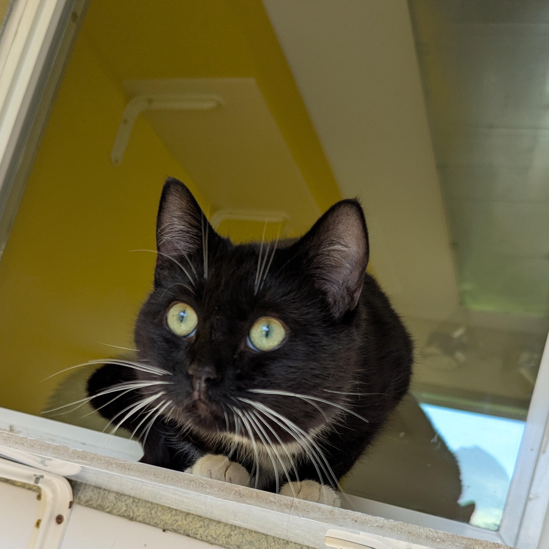 Enlarge Batman, an adopted Domestic Short Hair in Morden, MB image 4/5