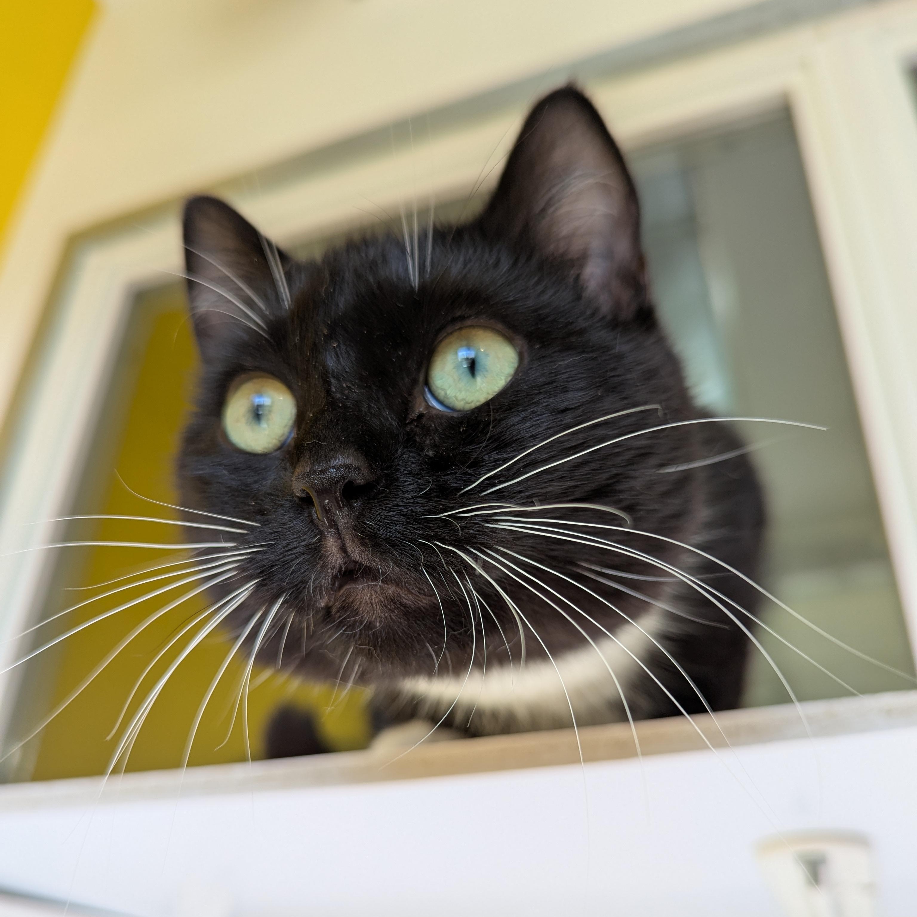 Enlarge Batman, an adopted Domestic Short Hair in Morden, MB image 2/5
