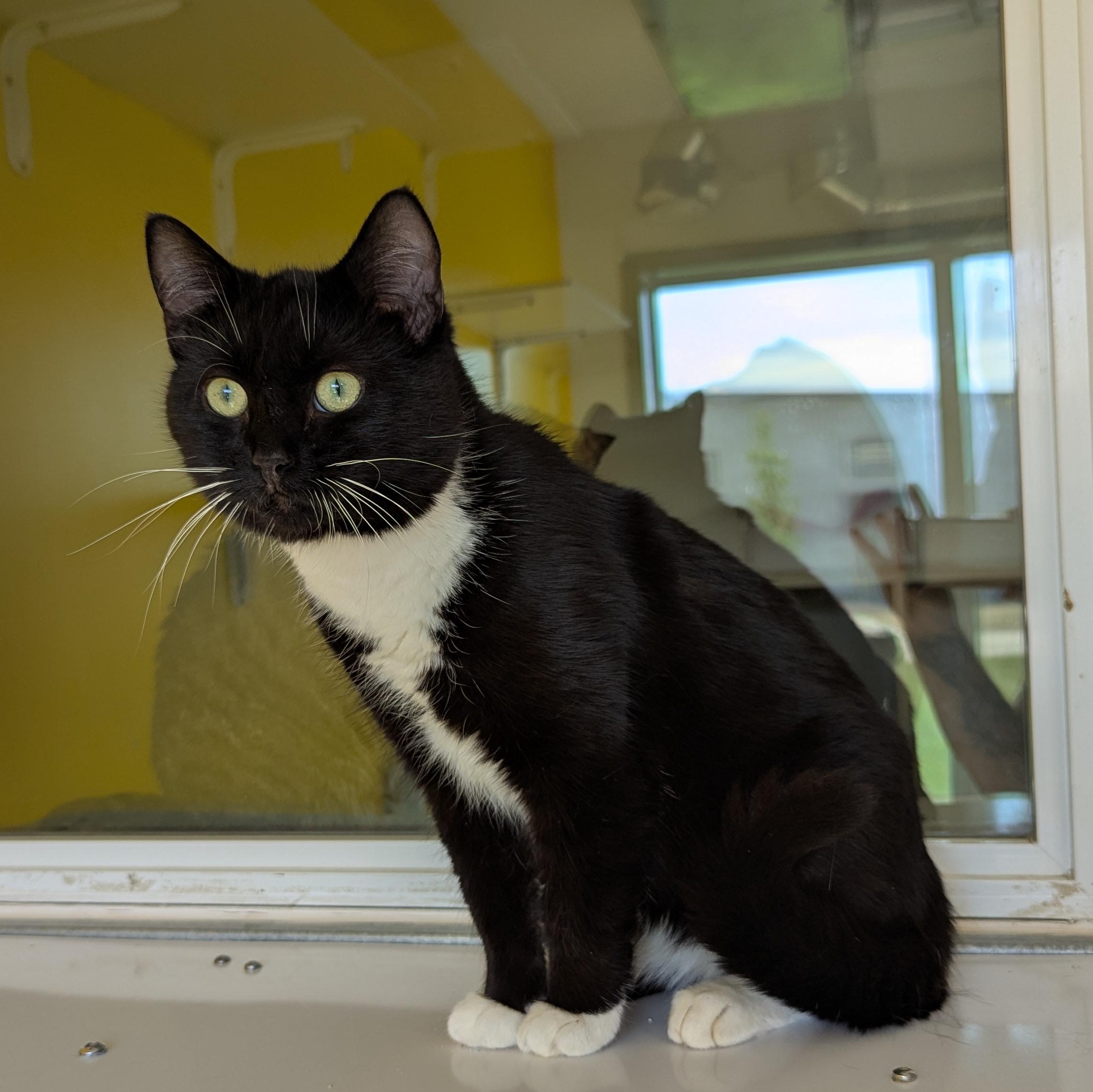 Enlarge Batman, an adopted Domestic Short Hair in Morden, MB image 5/5