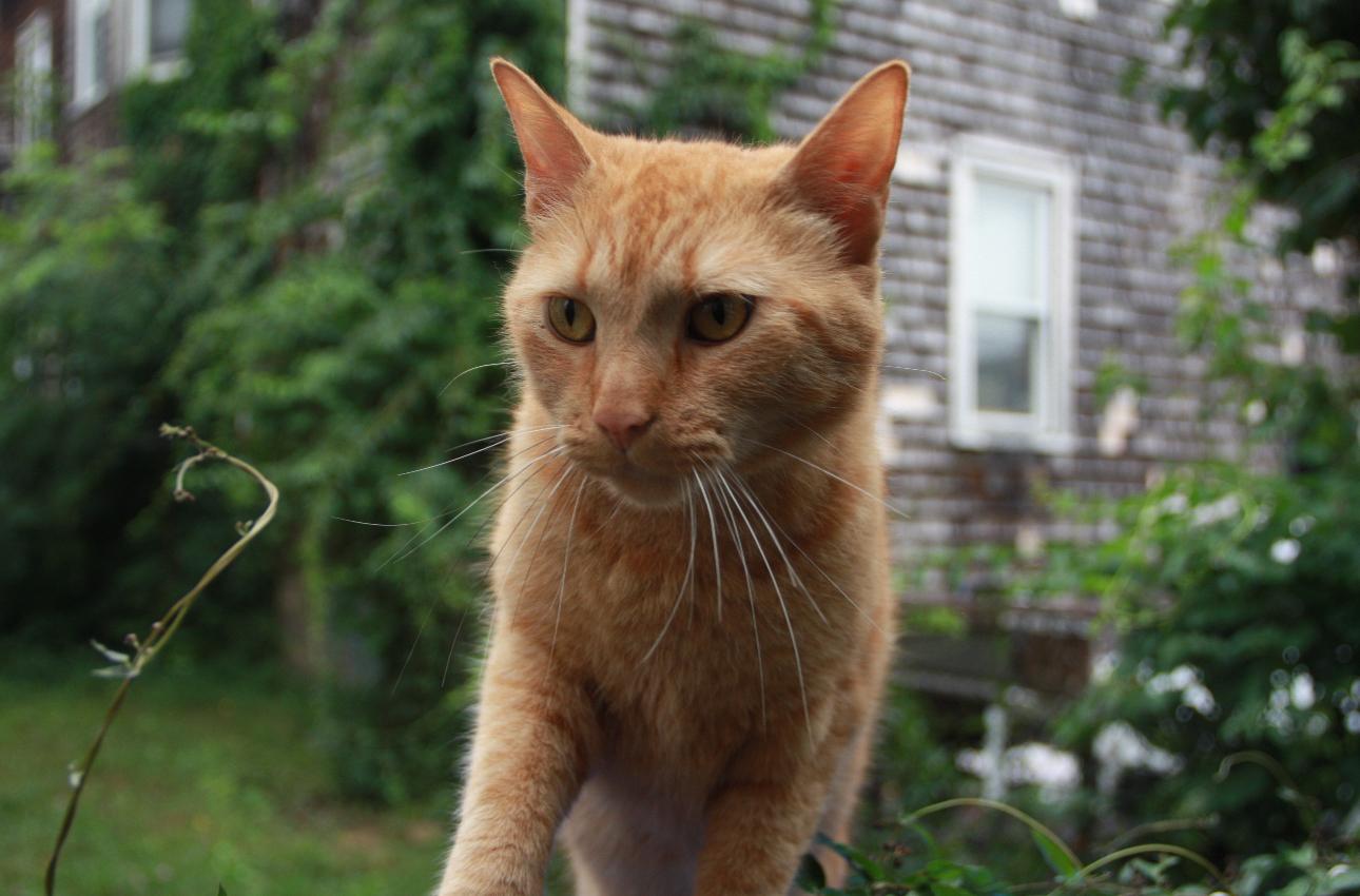 Enlarge Leo, a Adopted Domestic Short Hair in Acushnet, MA image 1/3