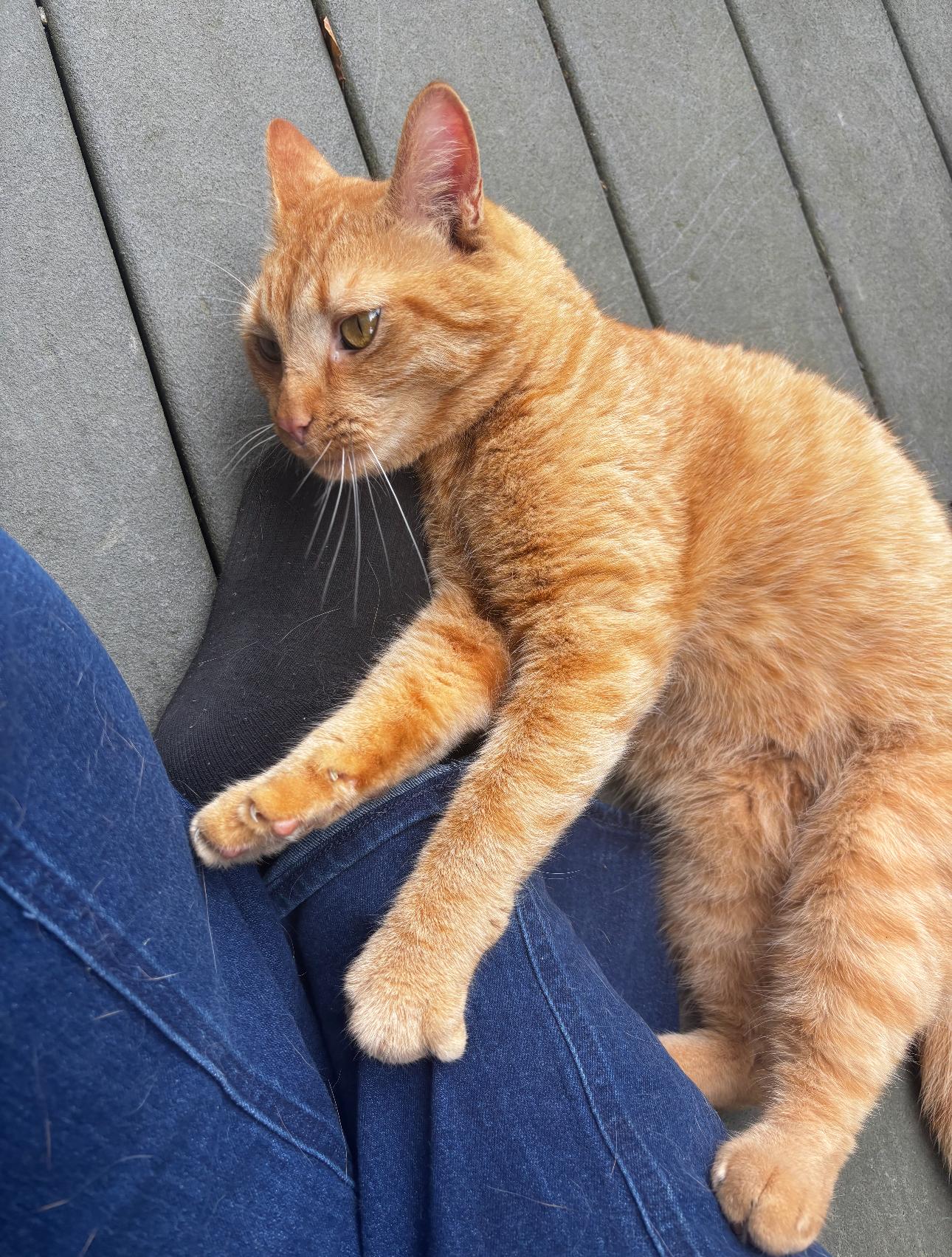 Enlarge Leo, a Adopted Domestic Short Hair in Acushnet, MA image 3/3