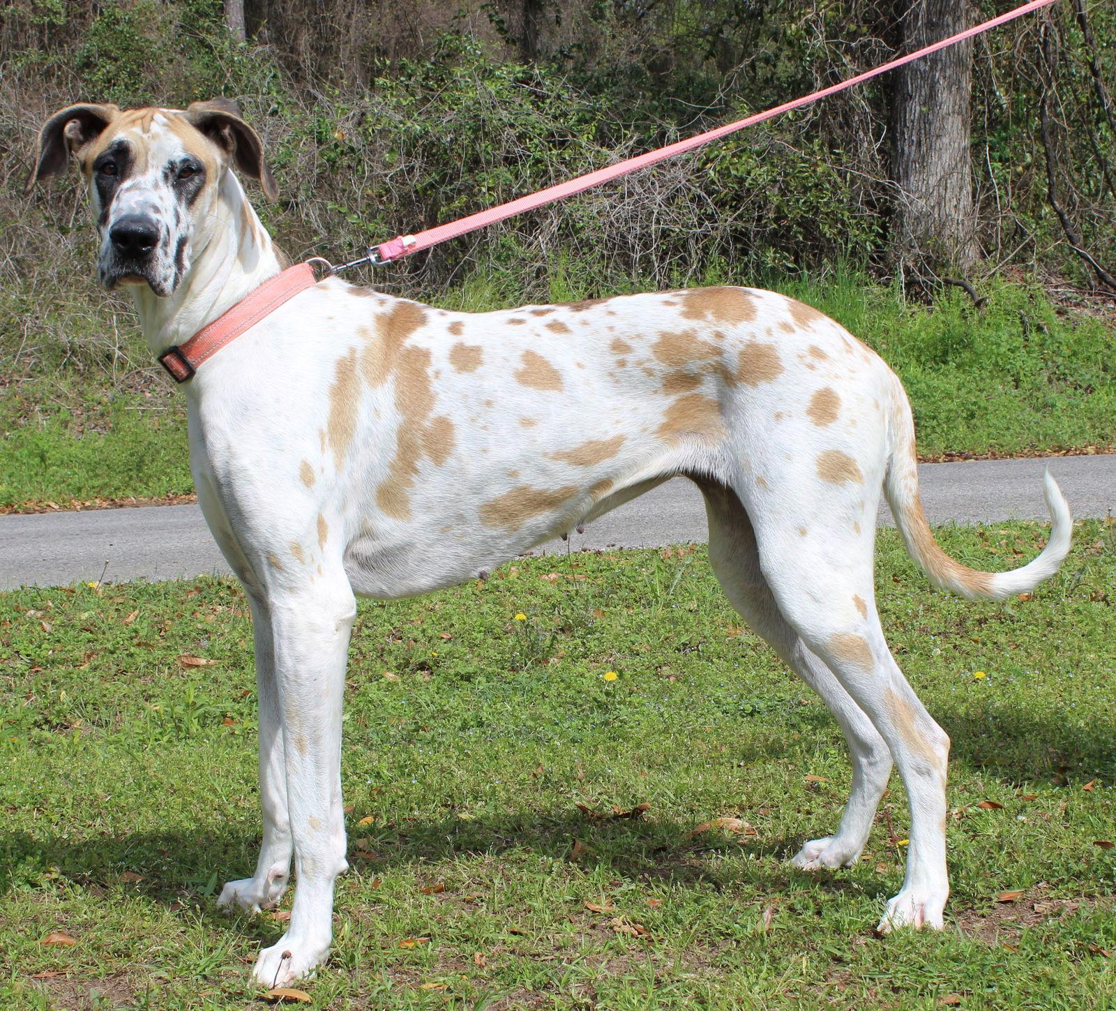 Enlarge Daisy 43237, a Adopted Great Dane in Prattville, AL image 1/3