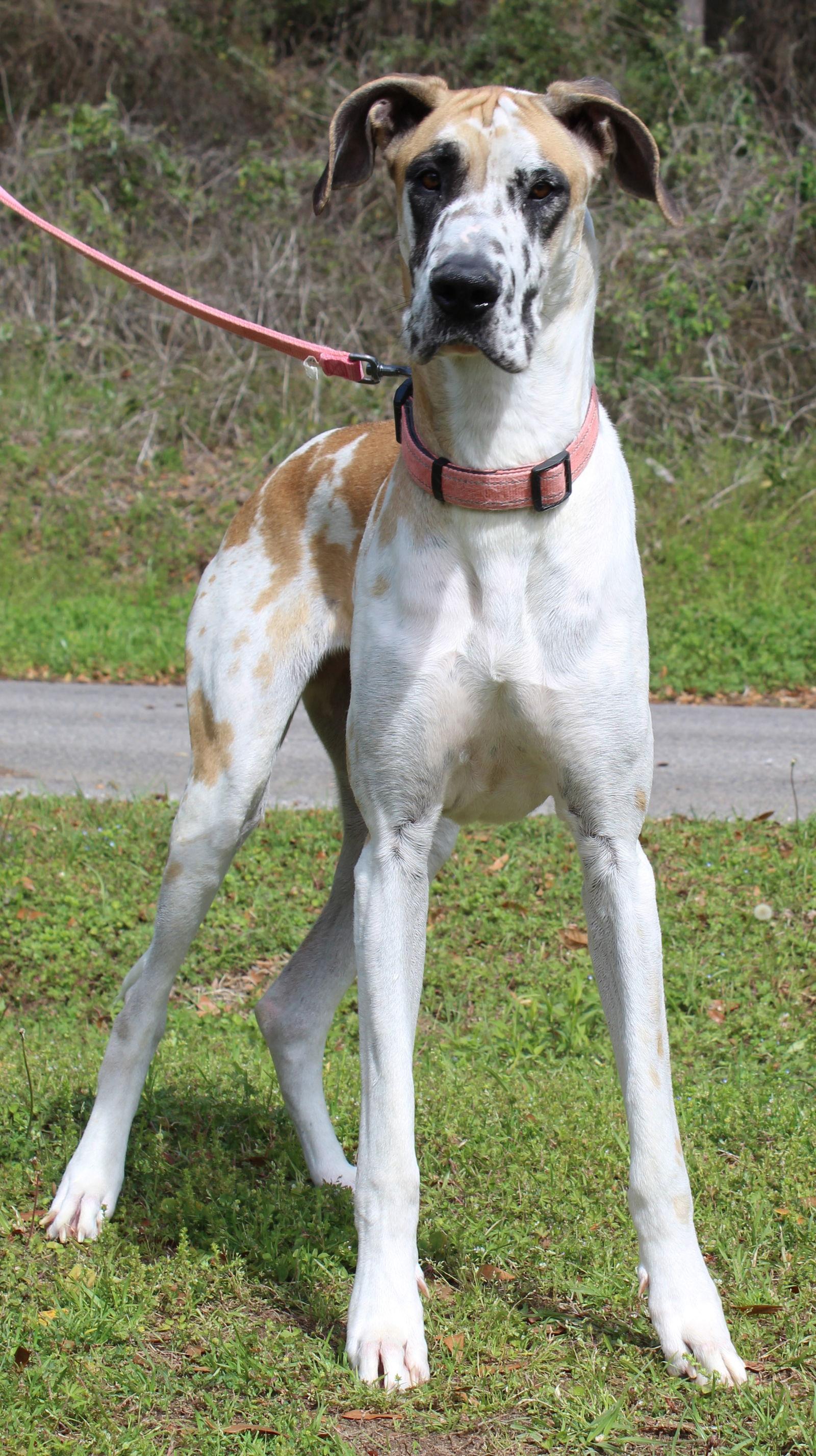 Enlarge Daisy 43237, a Adopted Great Dane in Prattville, AL image 2/3
