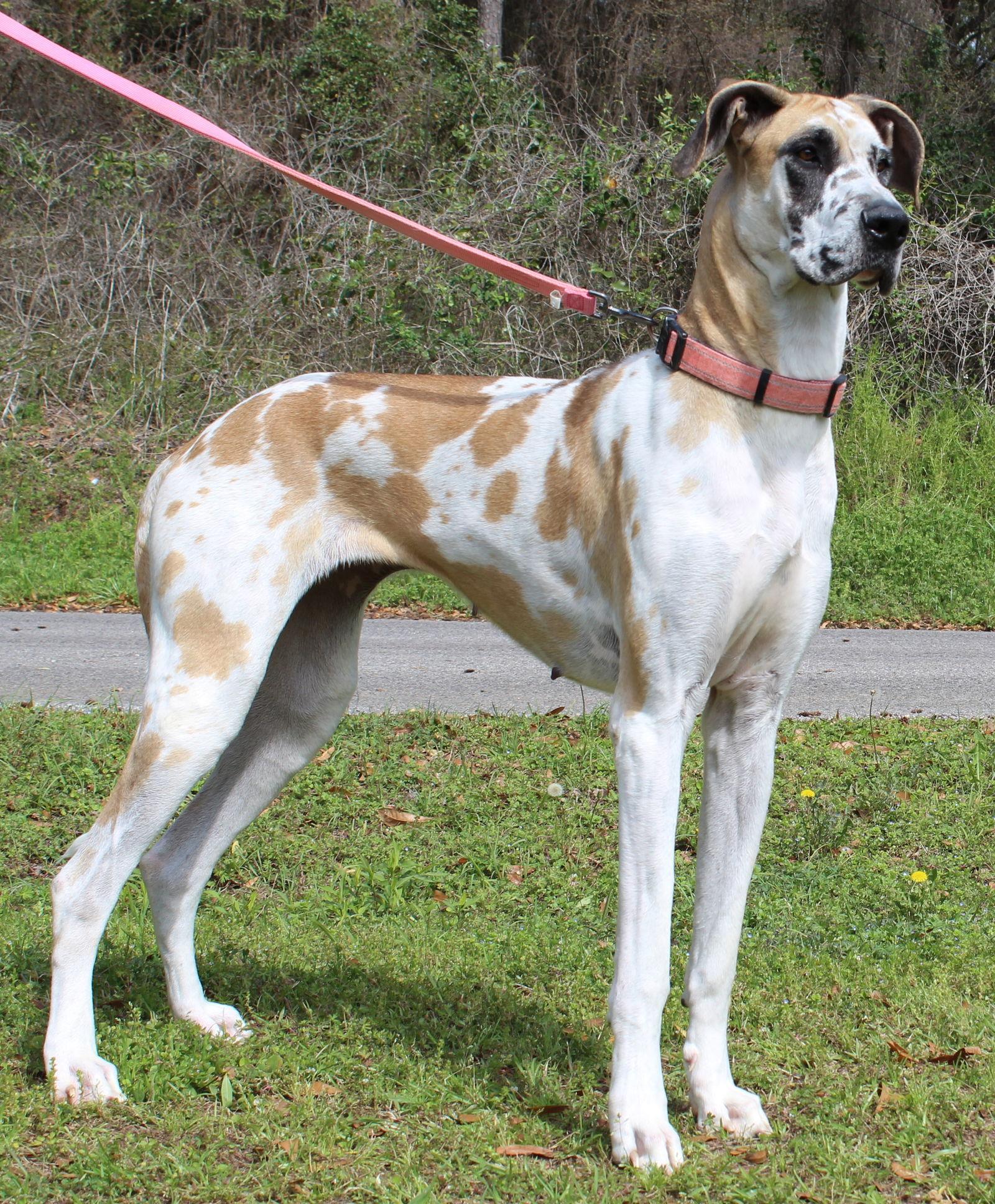 Enlarge Daisy 43237, a Adopted Great Dane in Prattville, AL image 3/3