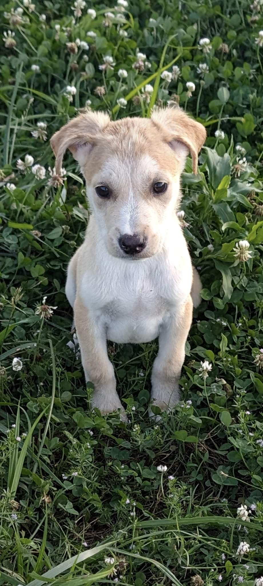 Enlarge Maui (NO ADOPTION FEE Home, Foster or Rescue Needed ASAP), a Adopted Mixed Breed in Guntersville, AL image 4/5