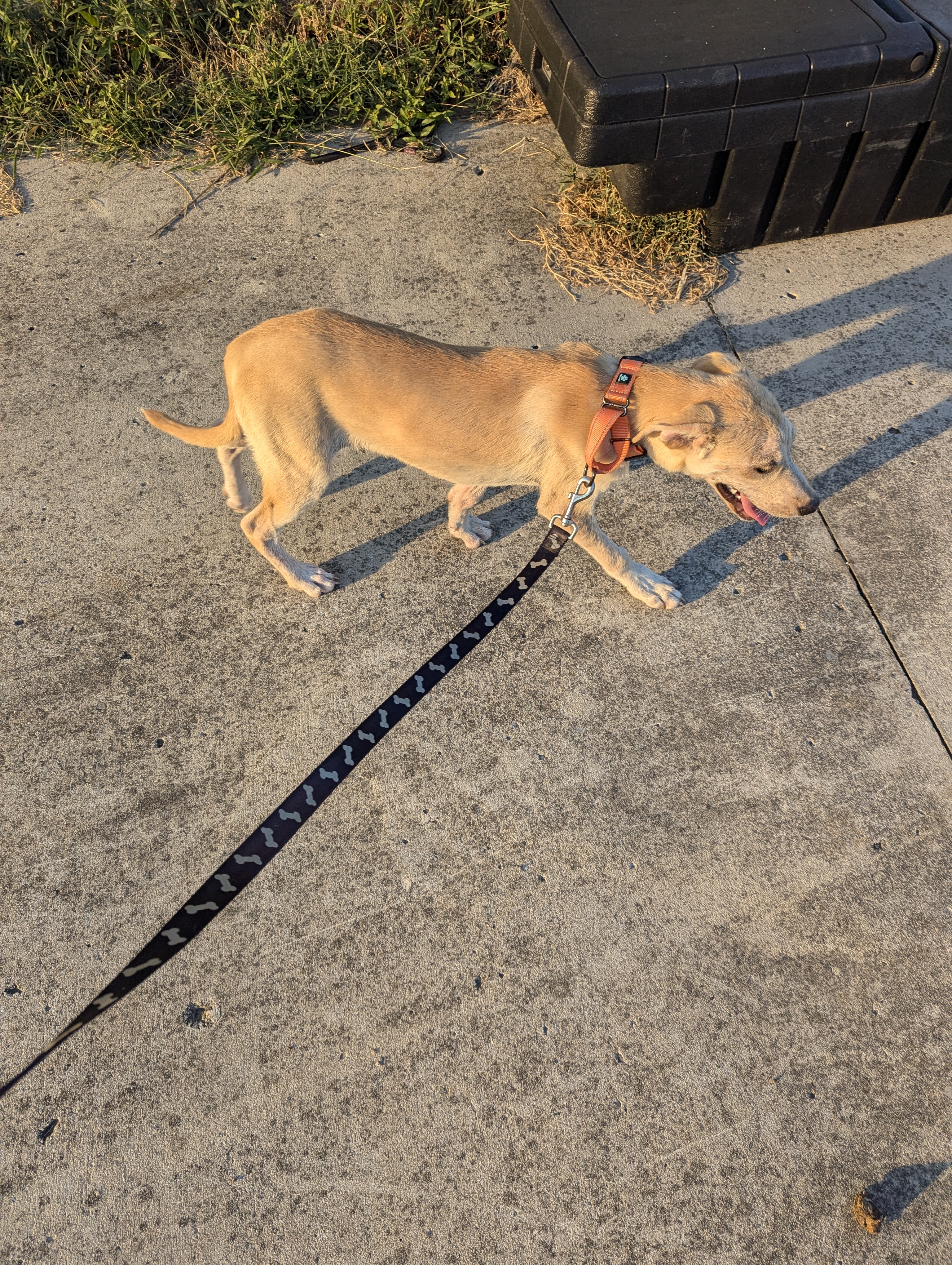 Enlarge Maui (NO ADOPTION FEE Home, Foster or Rescue Needed ASAP), a Adopted Mixed Breed in Guntersville, AL image 2/5