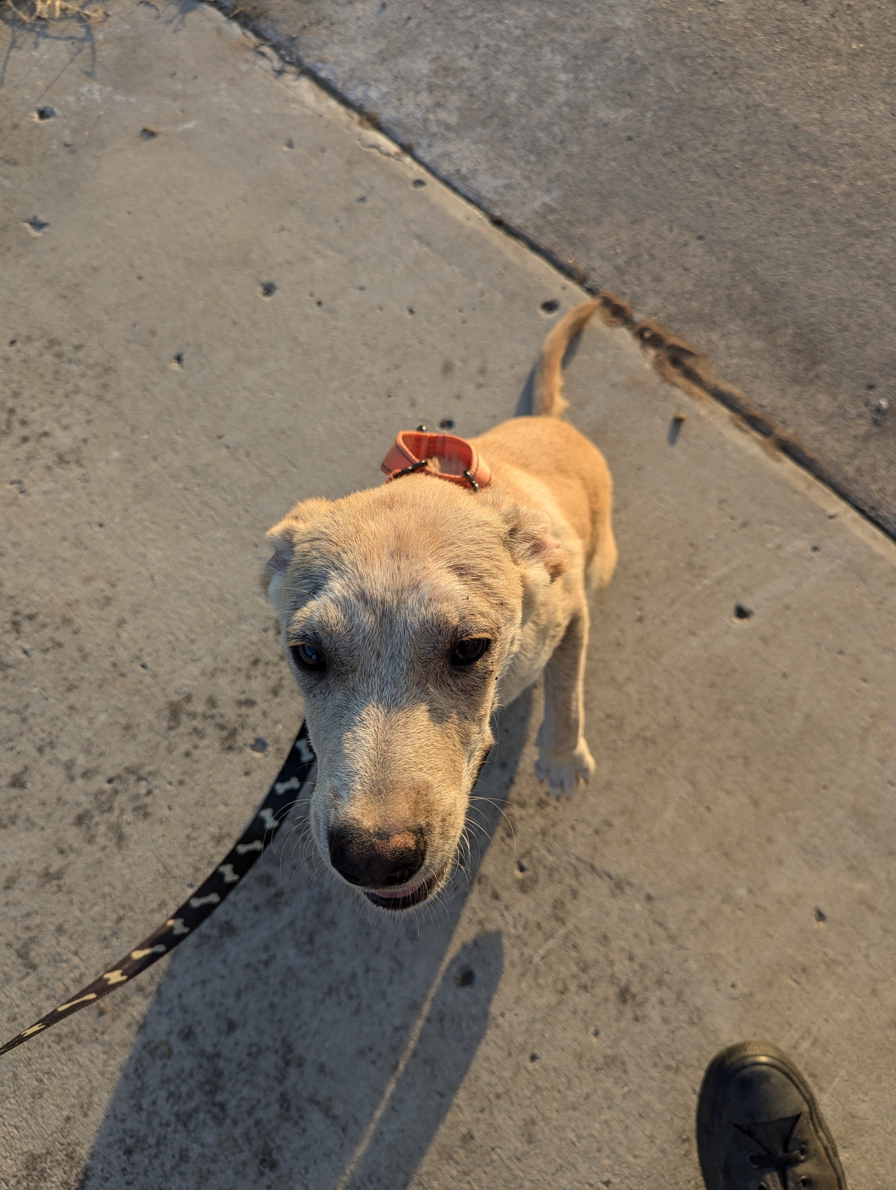 Enlarge Maui (NO ADOPTION FEE Home, Foster or Rescue Needed ASAP), a Adopted Mixed Breed in Guntersville, AL image 1/5