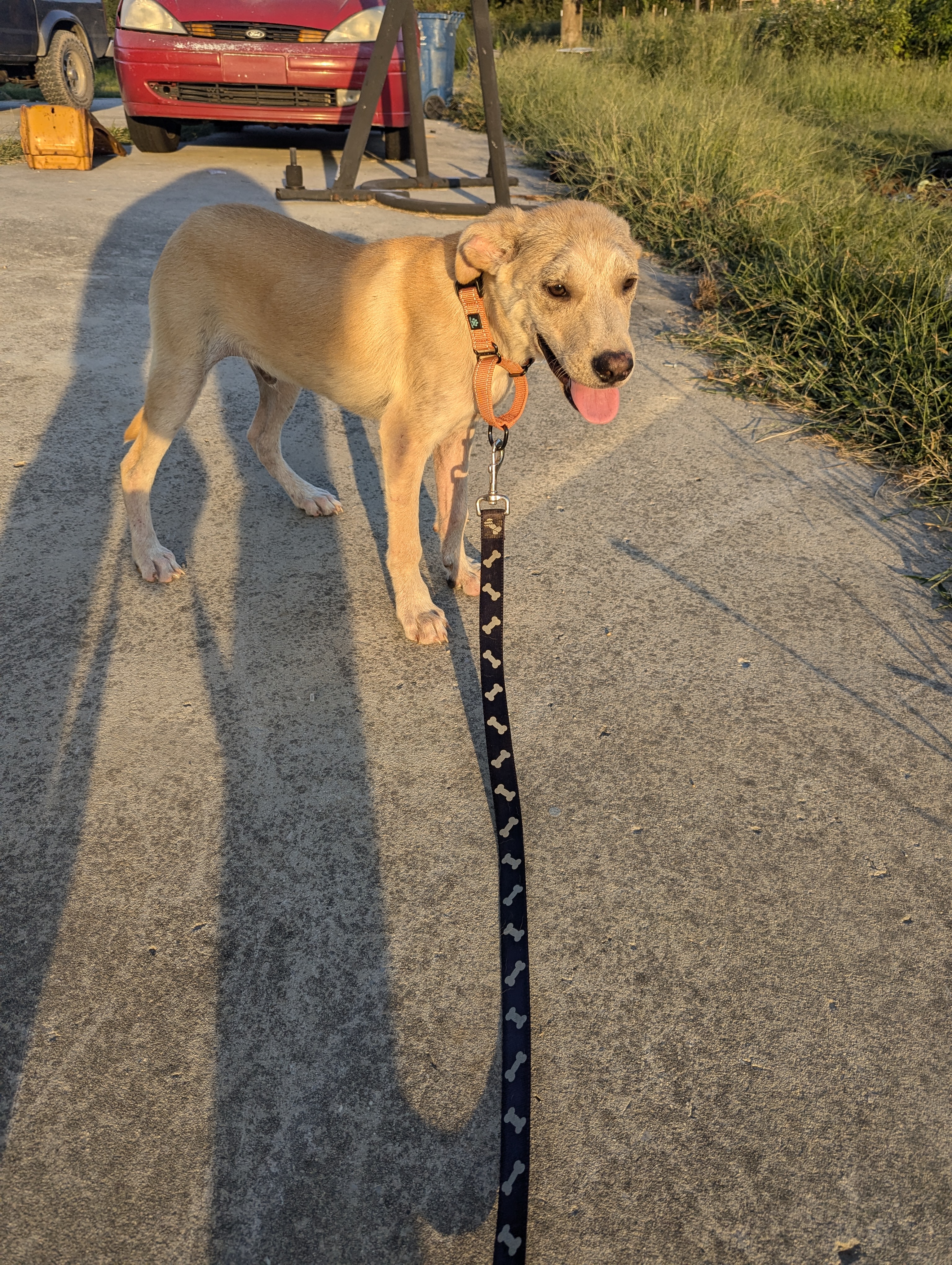 Enlarge Maui (NO ADOPTION FEE Home, Foster or Rescue Needed ASAP), a Adopted Mixed Breed in Guntersville, AL image 3/5