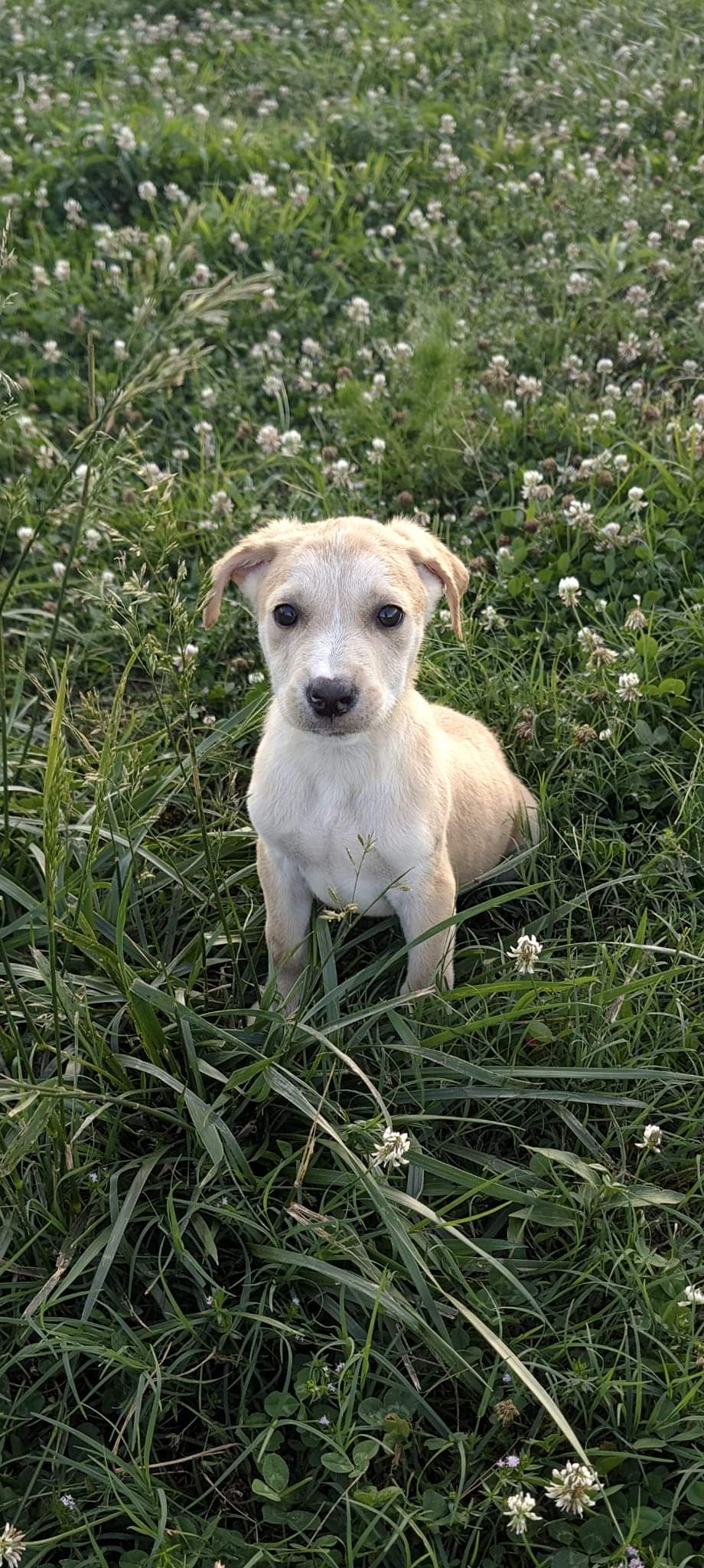 Enlarge Maui (NO ADOPTION FEE Home, Foster or Rescue Needed ASAP), a Adopted Mixed Breed in Guntersville, AL image 5/5