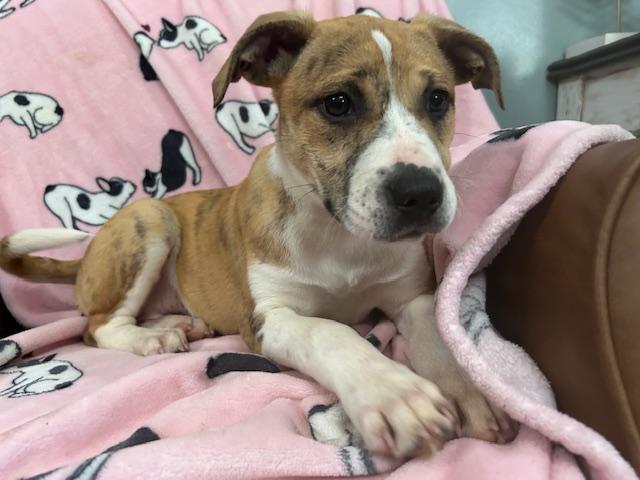 Scully Agent — thumbnail 2