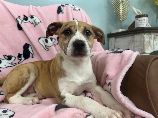 Scully Agent — thumbnail 3