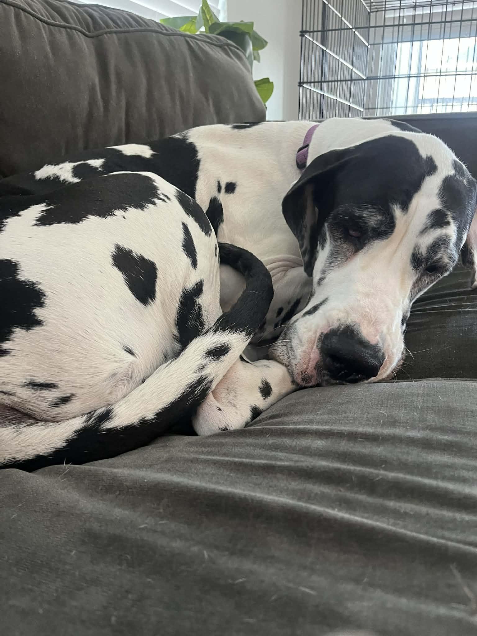 Daisy, an adoptable Great Dane in Pensacola, FL image 4/6