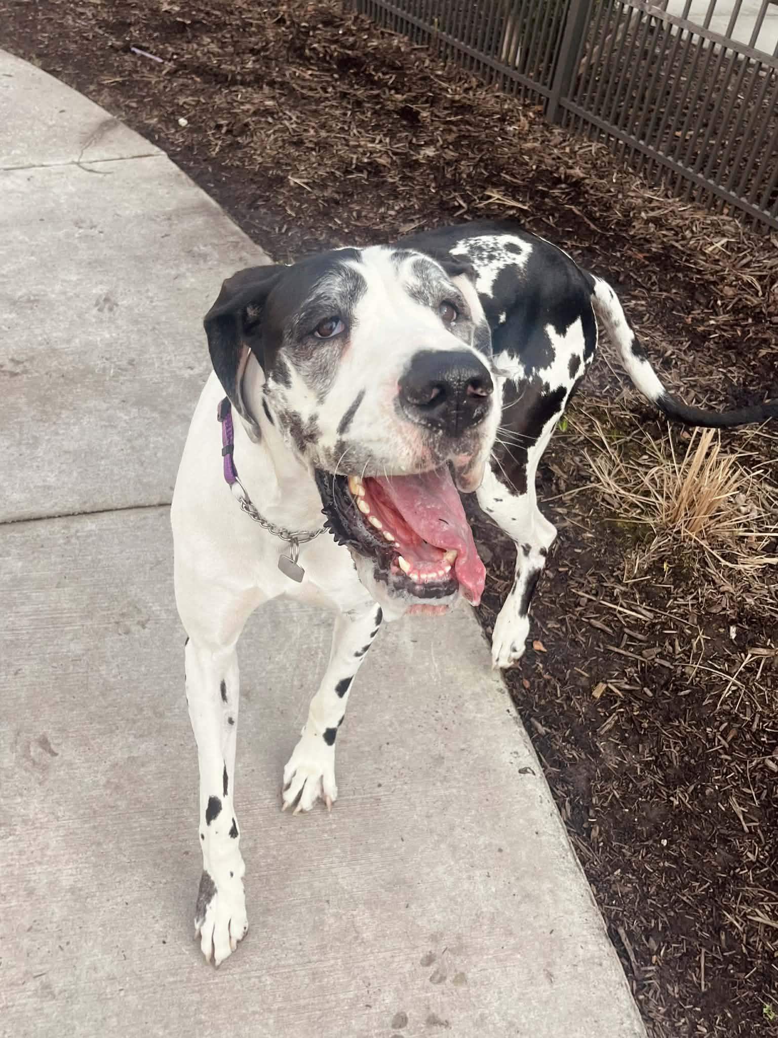 Daisy, an adoptable Great Dane in Pensacola, FL image 2/6