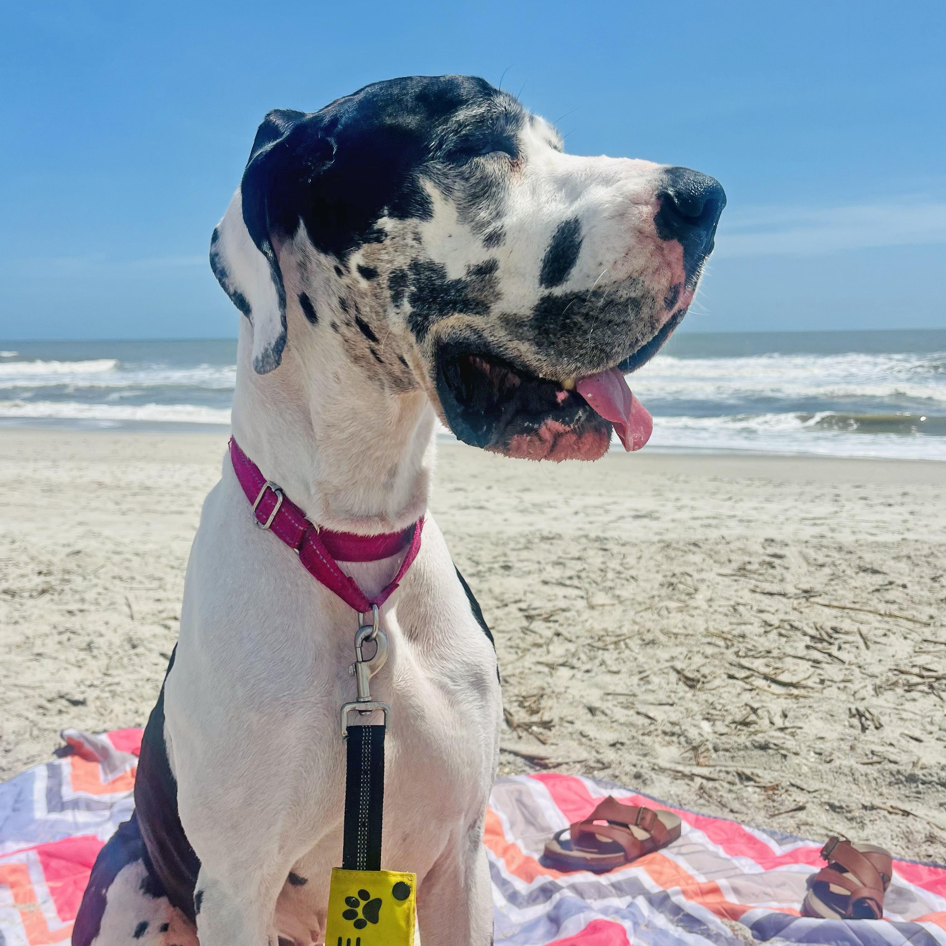 Daisy, adoptable, Adult Female Great Dane.
