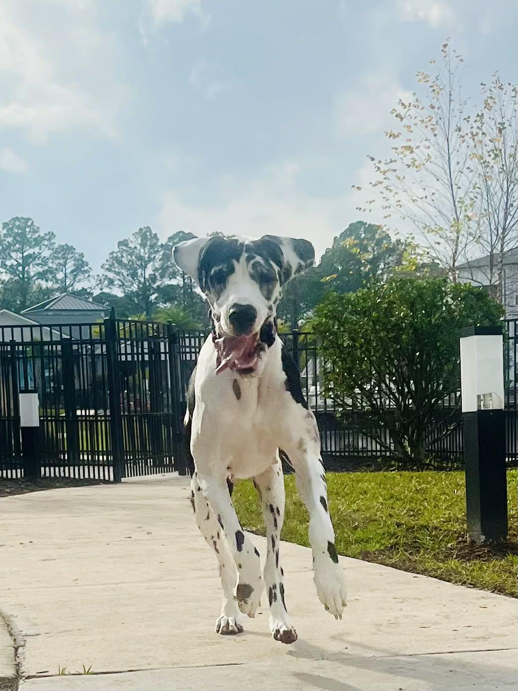 Daisy, adoptable, Adult Female Great Dane.