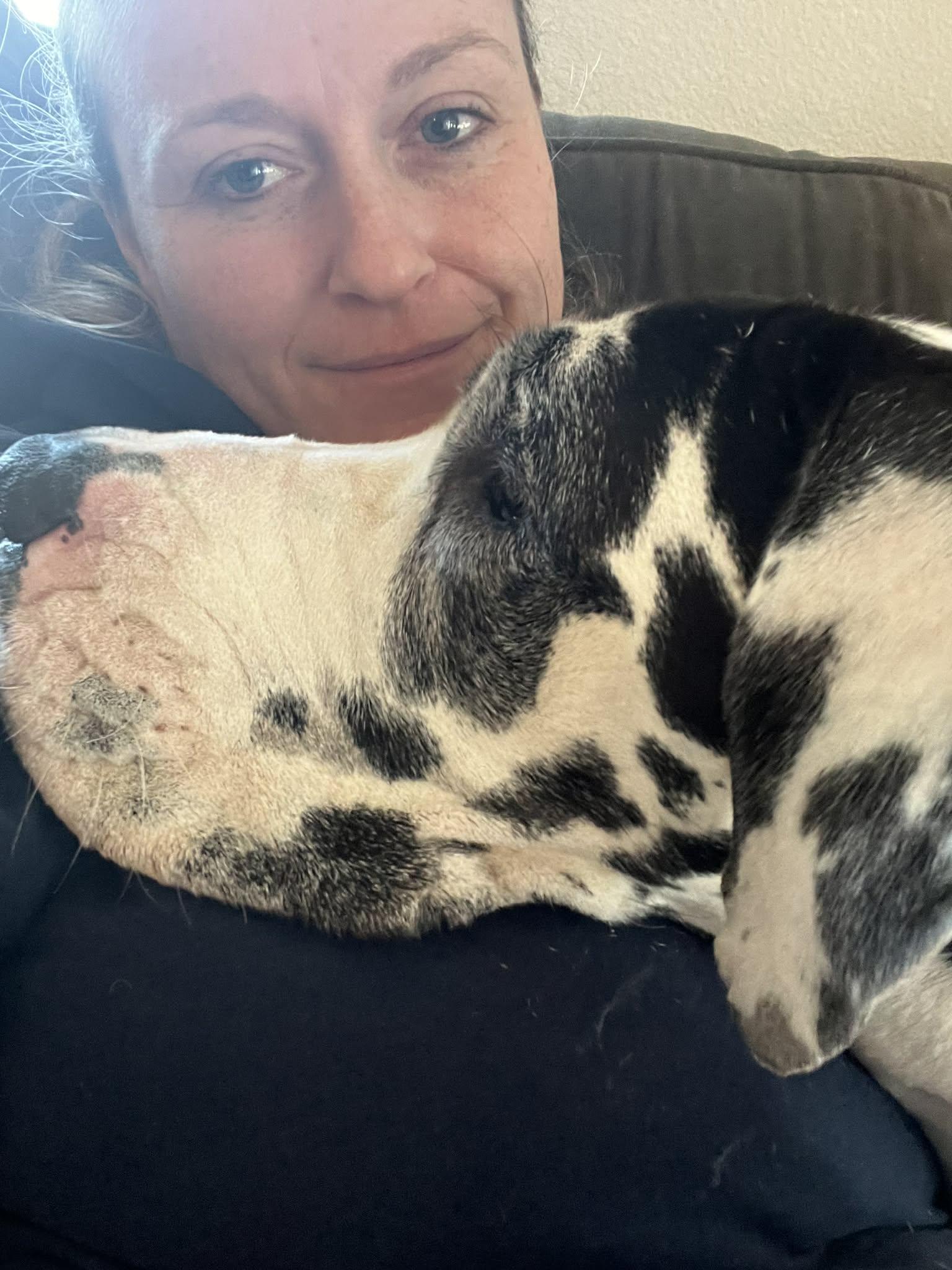 Daisy, an adoptable Great Dane in Pensacola, FL image 6/6