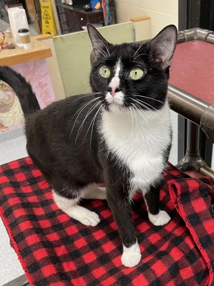 Enlarge Floaty, a Adoptable Domestic Short Hair in Reidsville, NC image 1/2