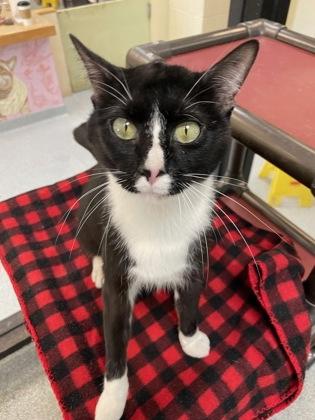 Enlarge Floaty, a Adoptable Domestic Short Hair in Reidsville, NC image 2/2