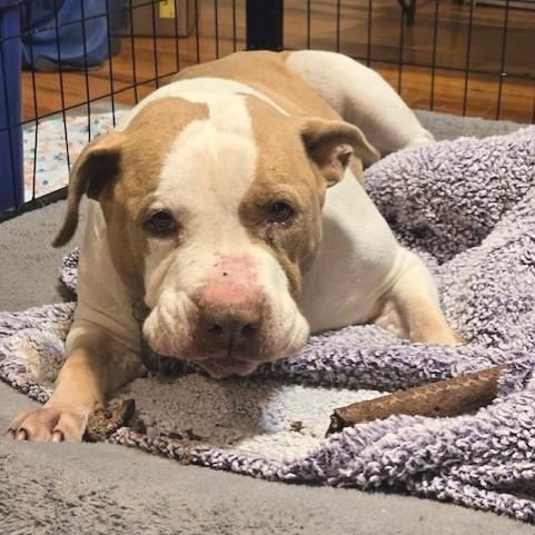 Cheddar, Adoptable, Adult Male Pit Bull Terrier.