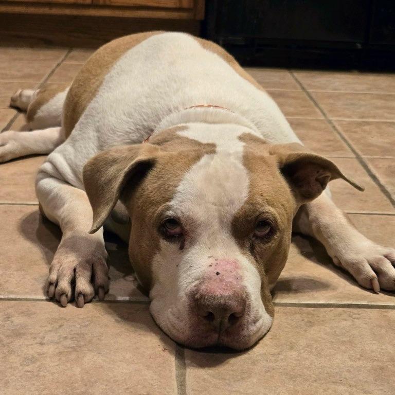 Enlarge Cheddar, a Adoptable Pit Bull Terrier in Kansas City, MO image 2/6