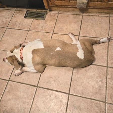 Enlarge Cheddar, a Adoptable Pit Bull Terrier in Kansas City, MO image 3/6