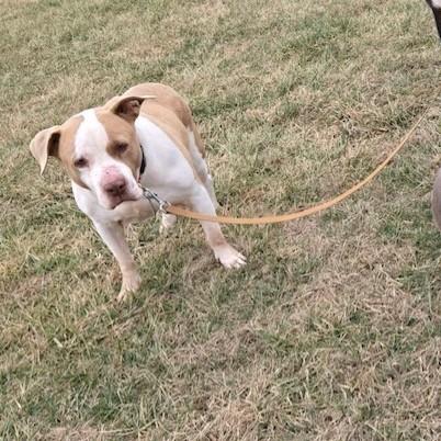 Enlarge Cheddar, a Adoptable Pit Bull Terrier in Kansas City, MO image 4/6
