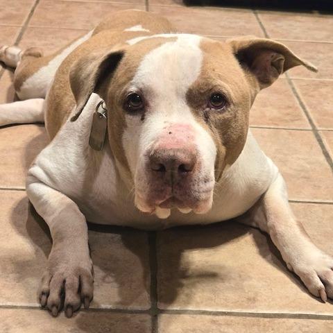 Enlarge Cheddar, a Adoptable Pit Bull Terrier in Kansas City, MO image 5/6