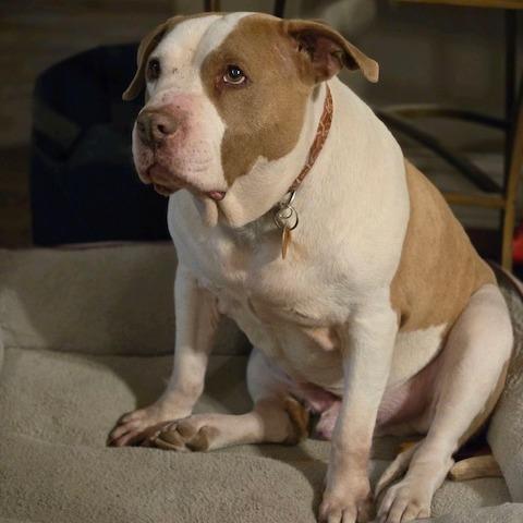 Enlarge Cheddar, a Adoptable Pit Bull Terrier in Kansas City, MO image 5/6