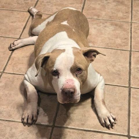 Enlarge Cheddar, a Adoptable Pit Bull Terrier in Kansas City, MO image 6/6