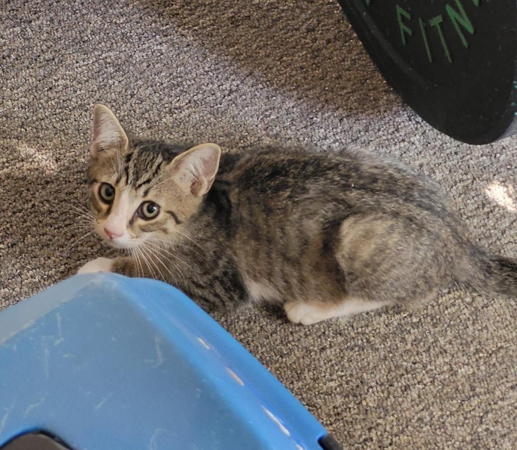 Cattrick, a Adoptable mixed breed in Chino Valley, AZ image 1/2
