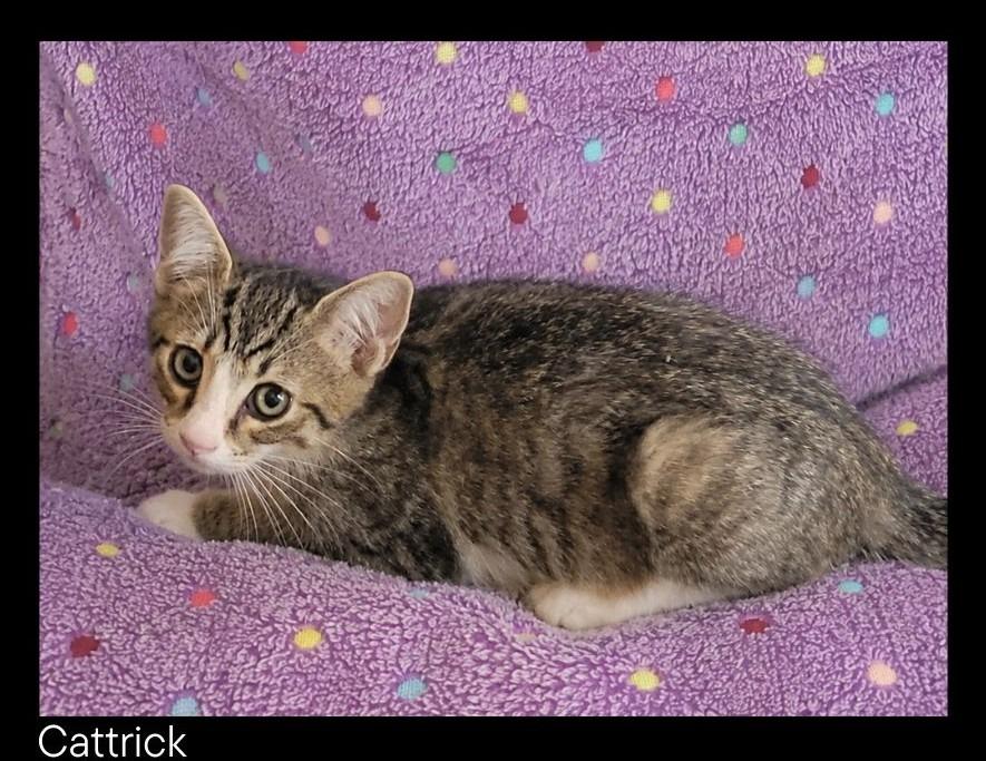 Cattrick, a Adoptable mixed breed in Chino Valley, AZ image 2/2