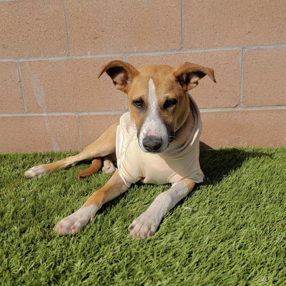 Enlarge Rylo, a Adoptable mixed breed in Clovis, NM image 1/4