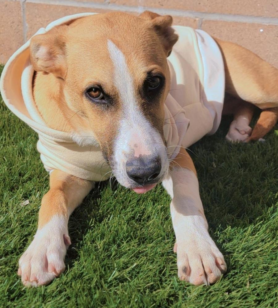 Enlarge Rylo, a Adoptable mixed breed in Clovis, NM image 2/4